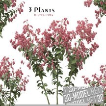 3d-модель Цветущее растение Polygonum orientale