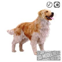 3d-модель Собака золотой ретривер