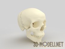 3d-модель Череп человека