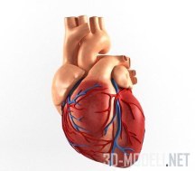 3d-модель Сердце человека